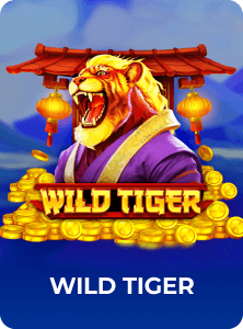 wild tiger
